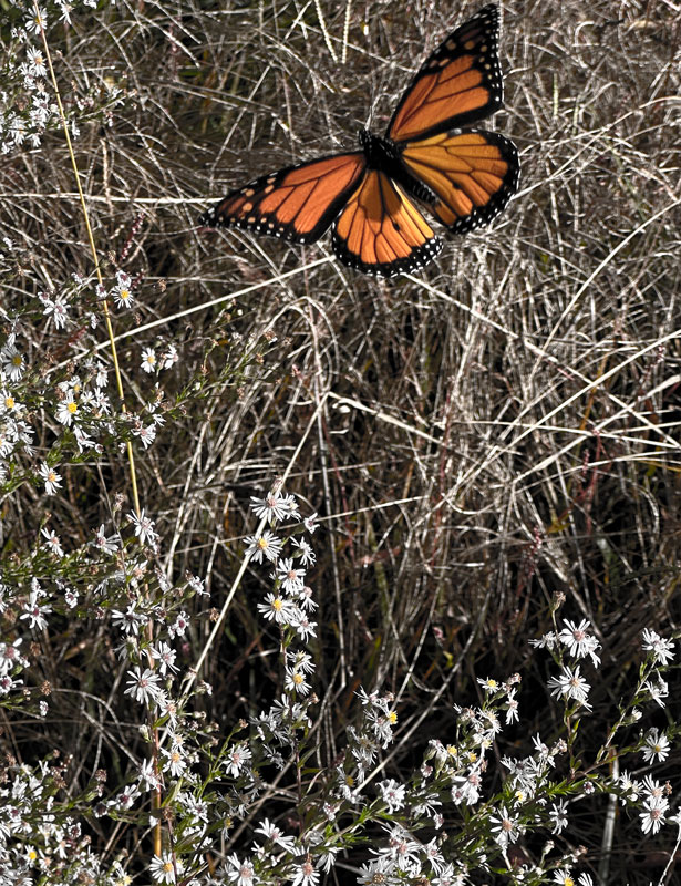 10-23 Monarch butterfly i2962