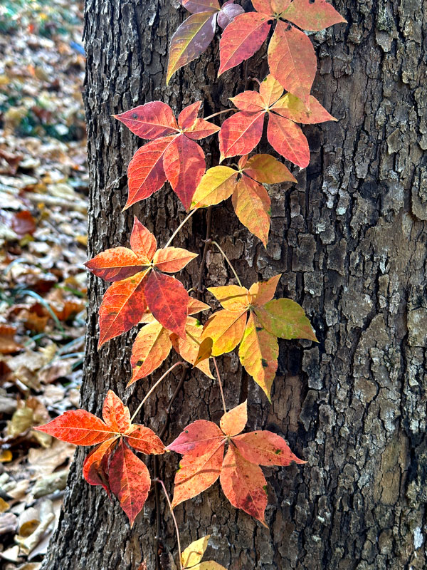 10-28 Virginia creeper fall colors i3079