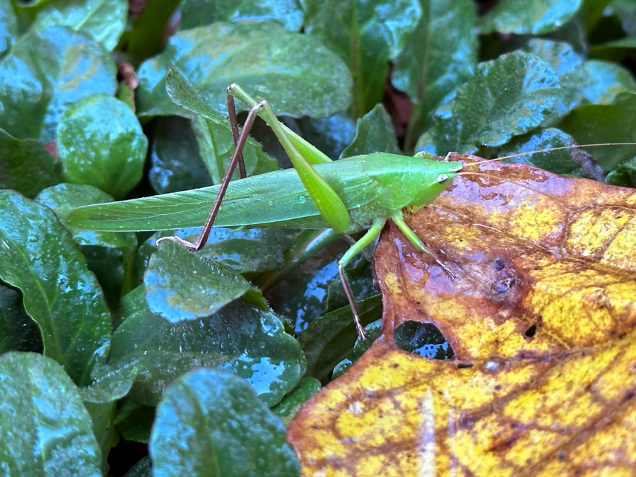 10-29 Longhorned grasshopper TBD i3105