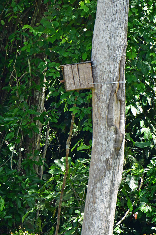 08-24 Flying squirrel nest box 3575hcr