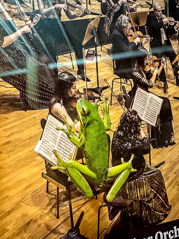 2023 11 17 Always wanted to play the violin i3318