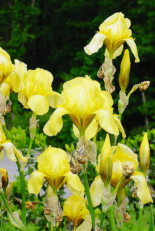 Yellow Iris 1901