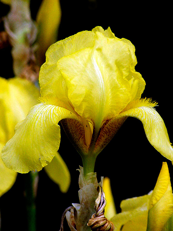 Yellow Iris-1902