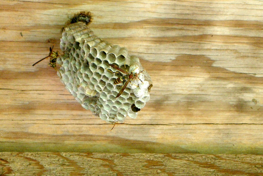 Polistes sp. - DSCN5554-s