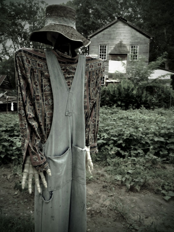 Scarecrow guarding the beans 1313s