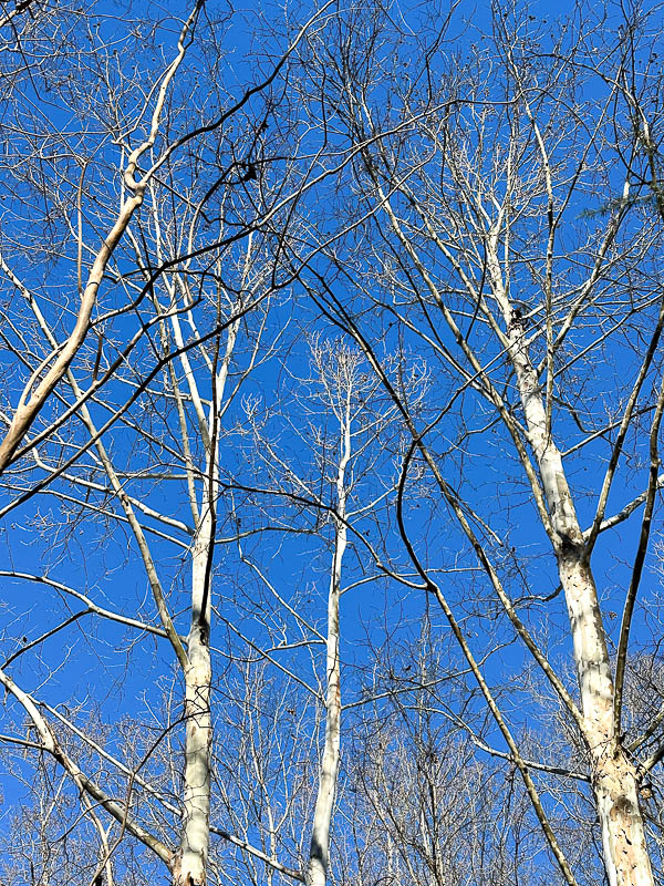 2024 01 07 Winter Sycamores i3732