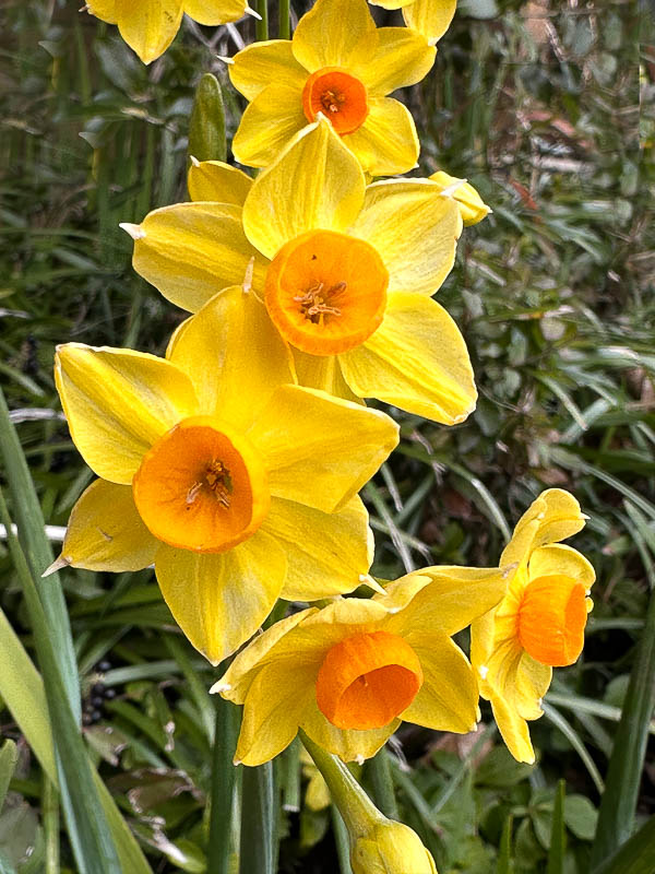 2024 01 16 - Early daffodils - i3805