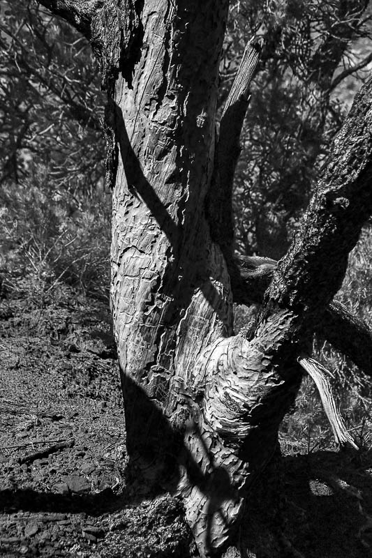 Utah19-2-0774bw