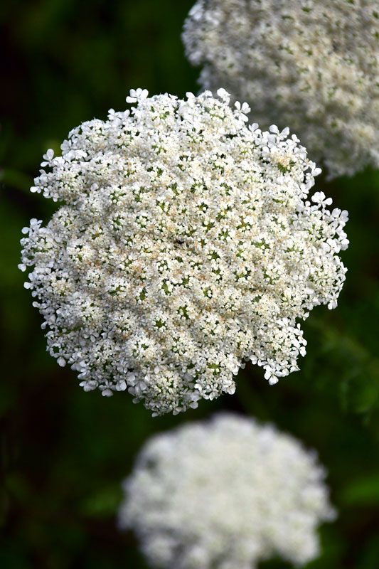 06-29 Queen Anne's Lace 5507