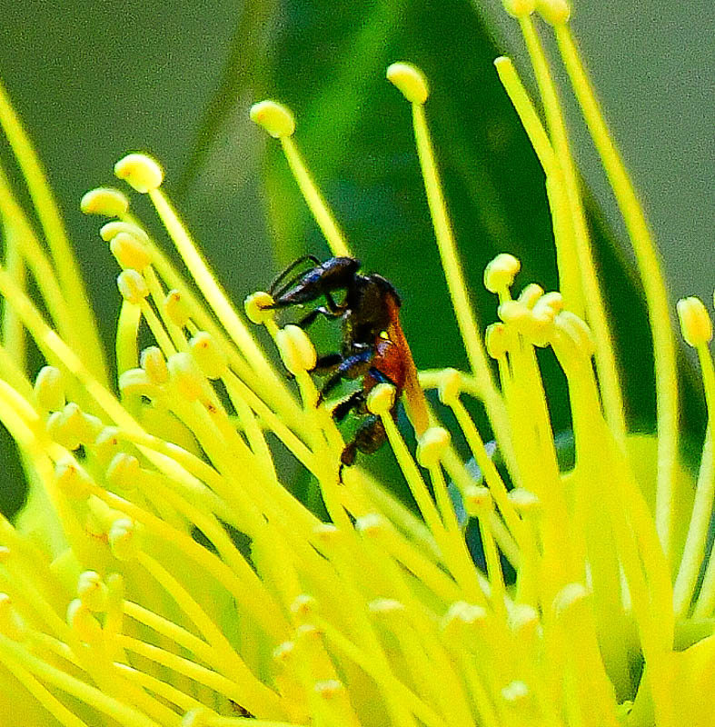 08-24 Wasp on flower in Malaysian Borneo 3603hcr