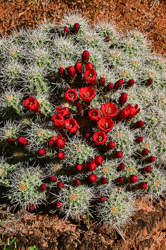 Claret cup cactus Utah19-2-0819