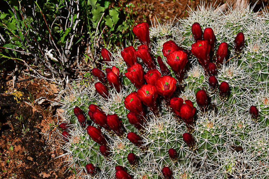 Claret cup cactus - Utah19-2-0824