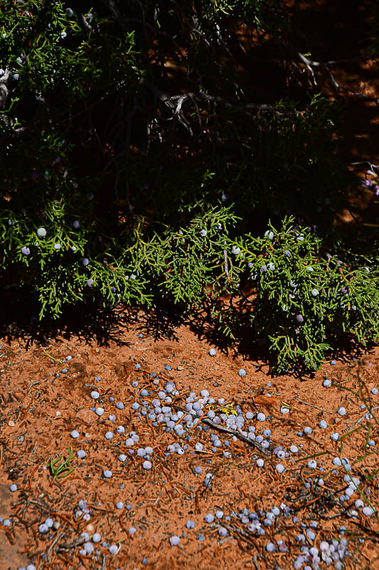 Juniper berries - Utah19-2-0828