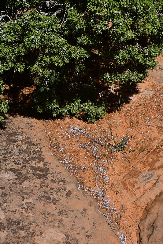 Juniper berries - Utah19-2-0827