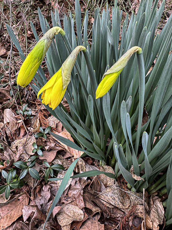 02-10 First daffodils - i3998
