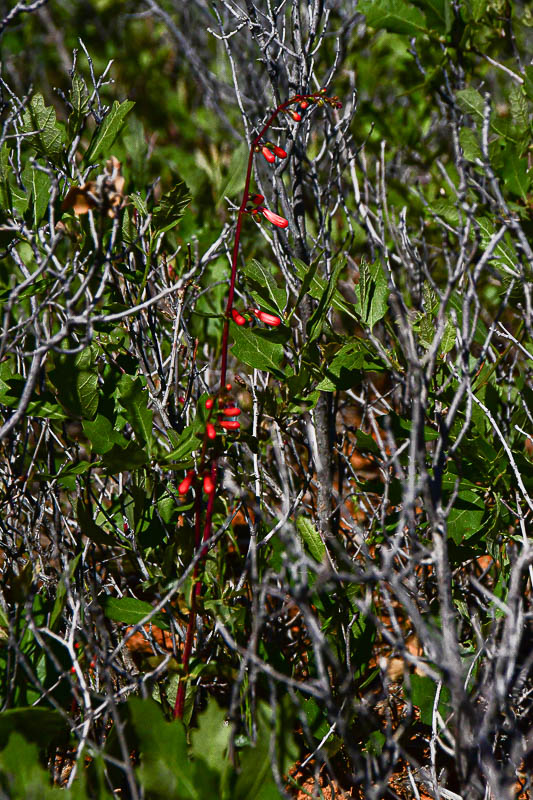 Penstemon - Utah19-2-0838