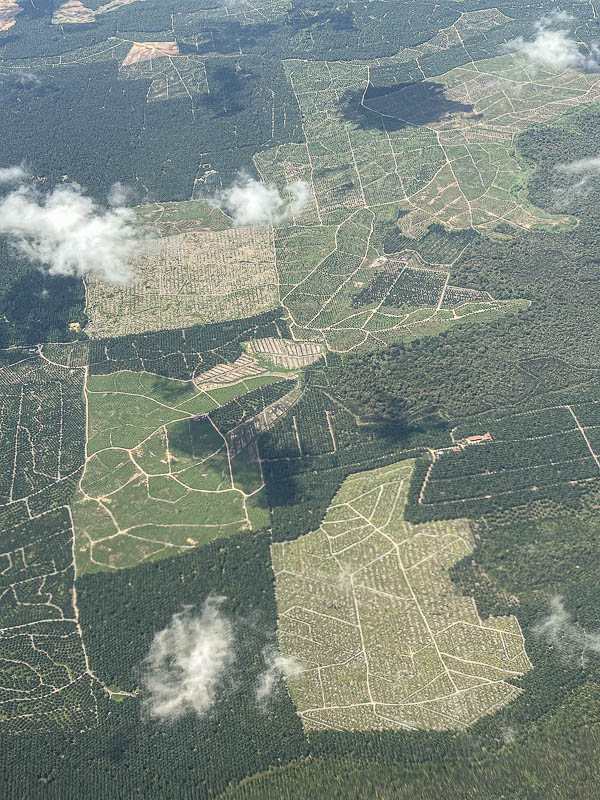 08-24 Oil palm plantations i0332