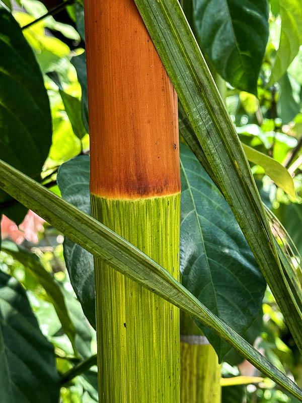 08-24  'Red bamboo' i0339