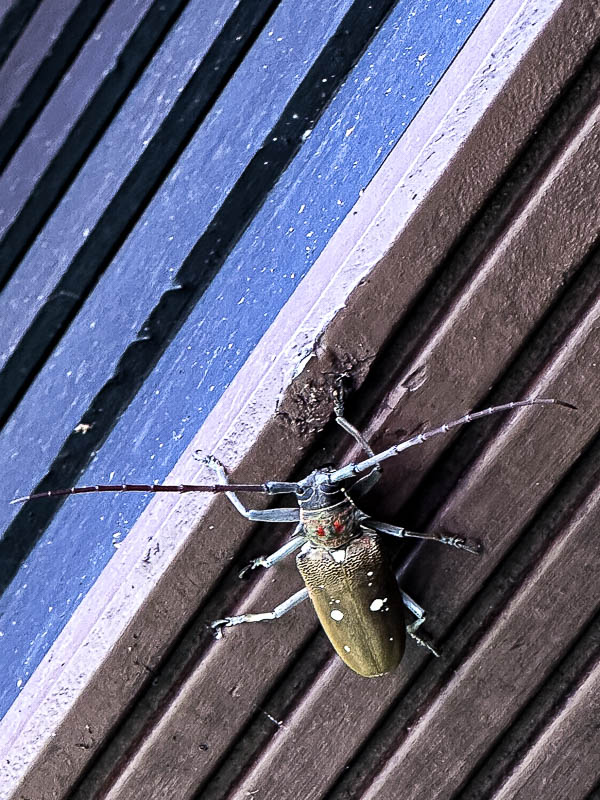 08-24 Mango longhorned beetle? - Batocera rubus? i0343.jpg