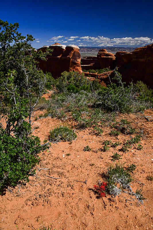 Red flower: prob. Slickrock paintbrush - Utah19-2-0849