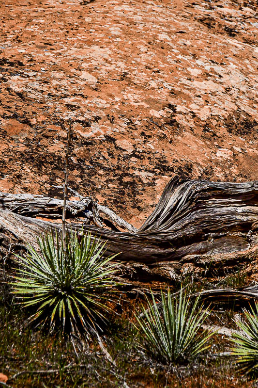 Basic Arches components - Yucca, Juniper wood, rock, lichens - Utah19-2-0892