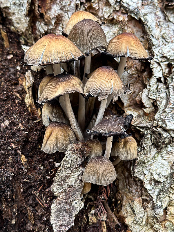 03-05 Mica cap mushroom i4175