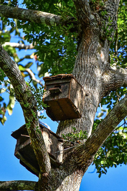 08-24 Giant red flying squirrel box 3698