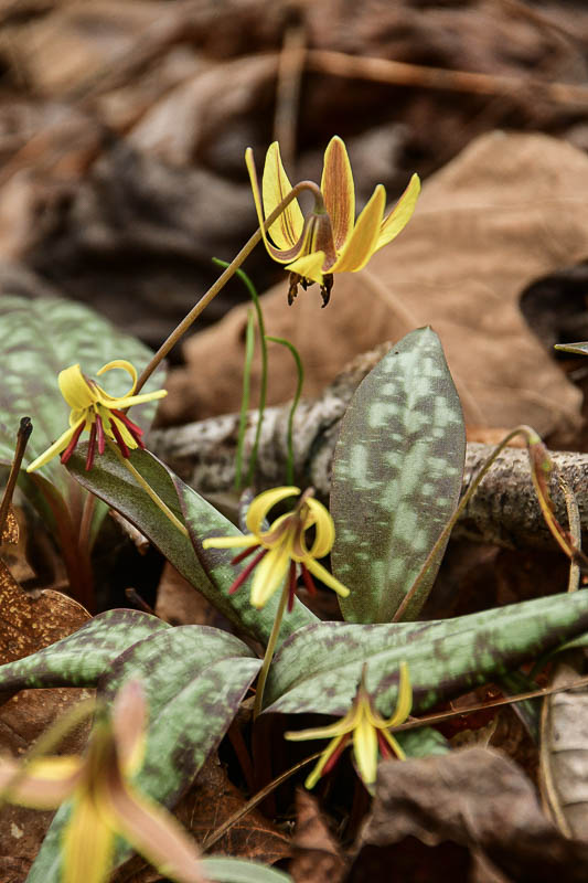 02-29 Trout lily 0018