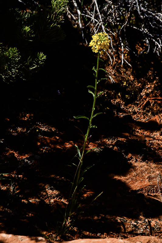A desert mustard Utah19-2-0901