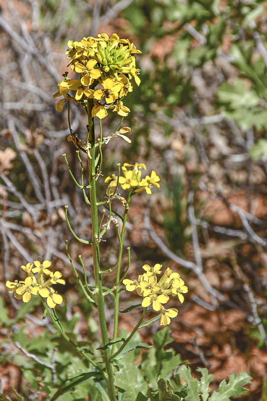 A desert mustard Utah19-2-0902