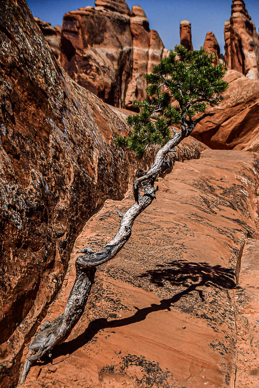 Rock-bond pine Utah-2-0910