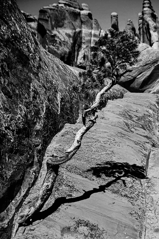 Rock-bond pine Utah-2-0910bw