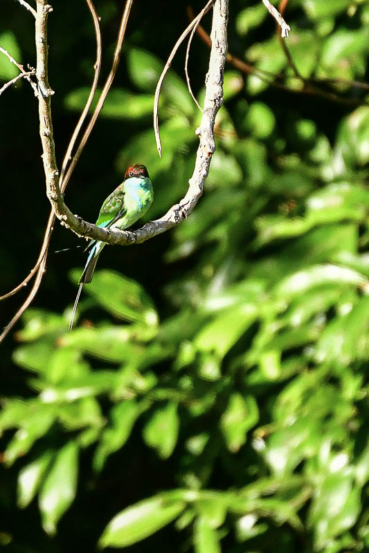 08-24 Blue-throated bee eater - 3759