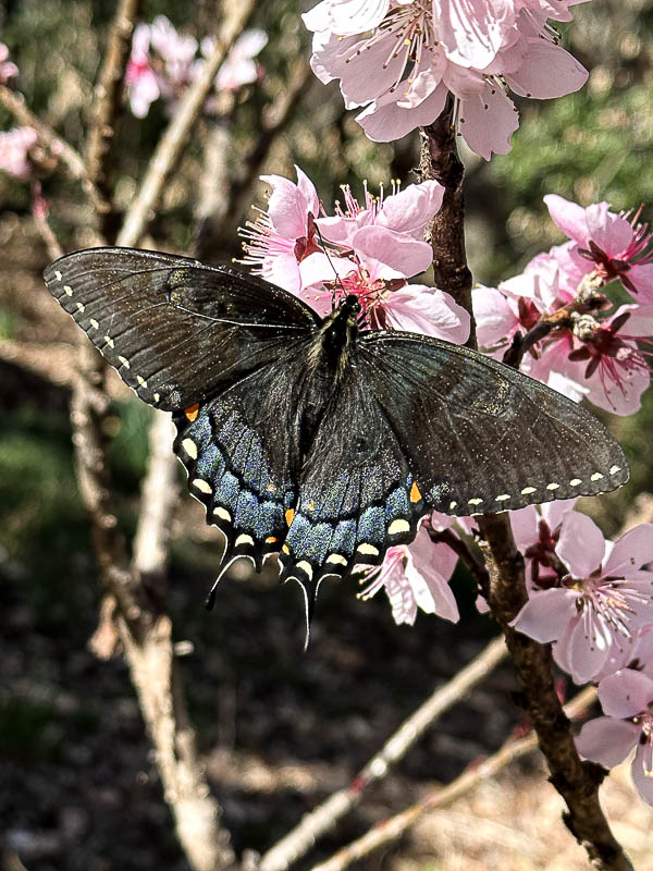 03-11 Black swallowtail butterfly on peach blossoms i4233