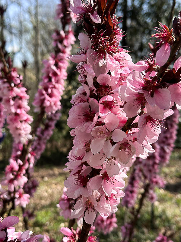 03-16 Peach blossoms i4304