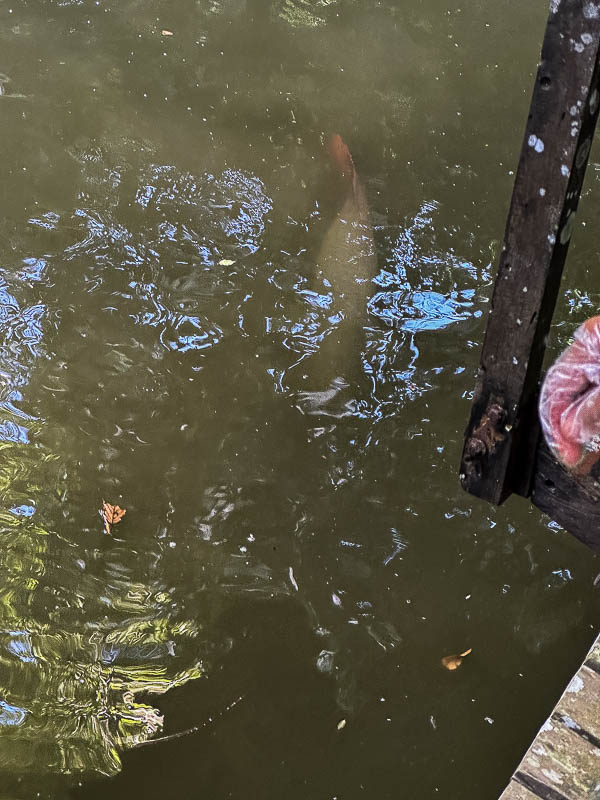 08 24 Feeding Arapaima i0370