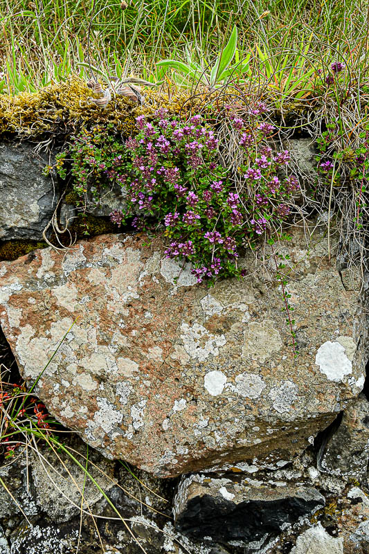 06 13 At Giant's Causeway - 5040