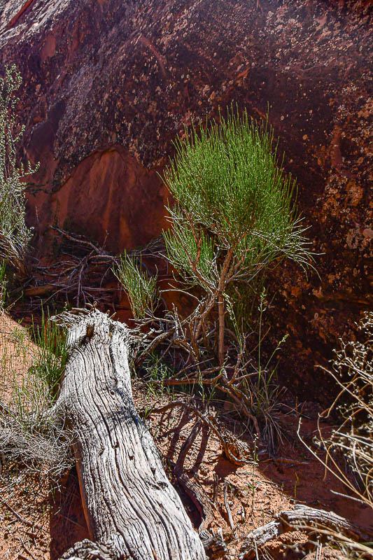 Juniper bone and Mormon tea - Utah19-2-1006