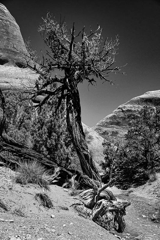 Utah19-2-1014bw