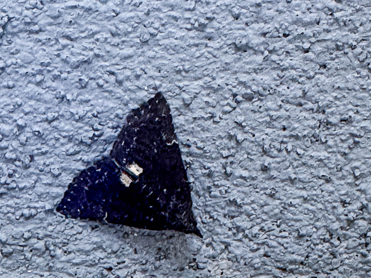 2024 04 27 Male Dimorphic bomolocha i5222