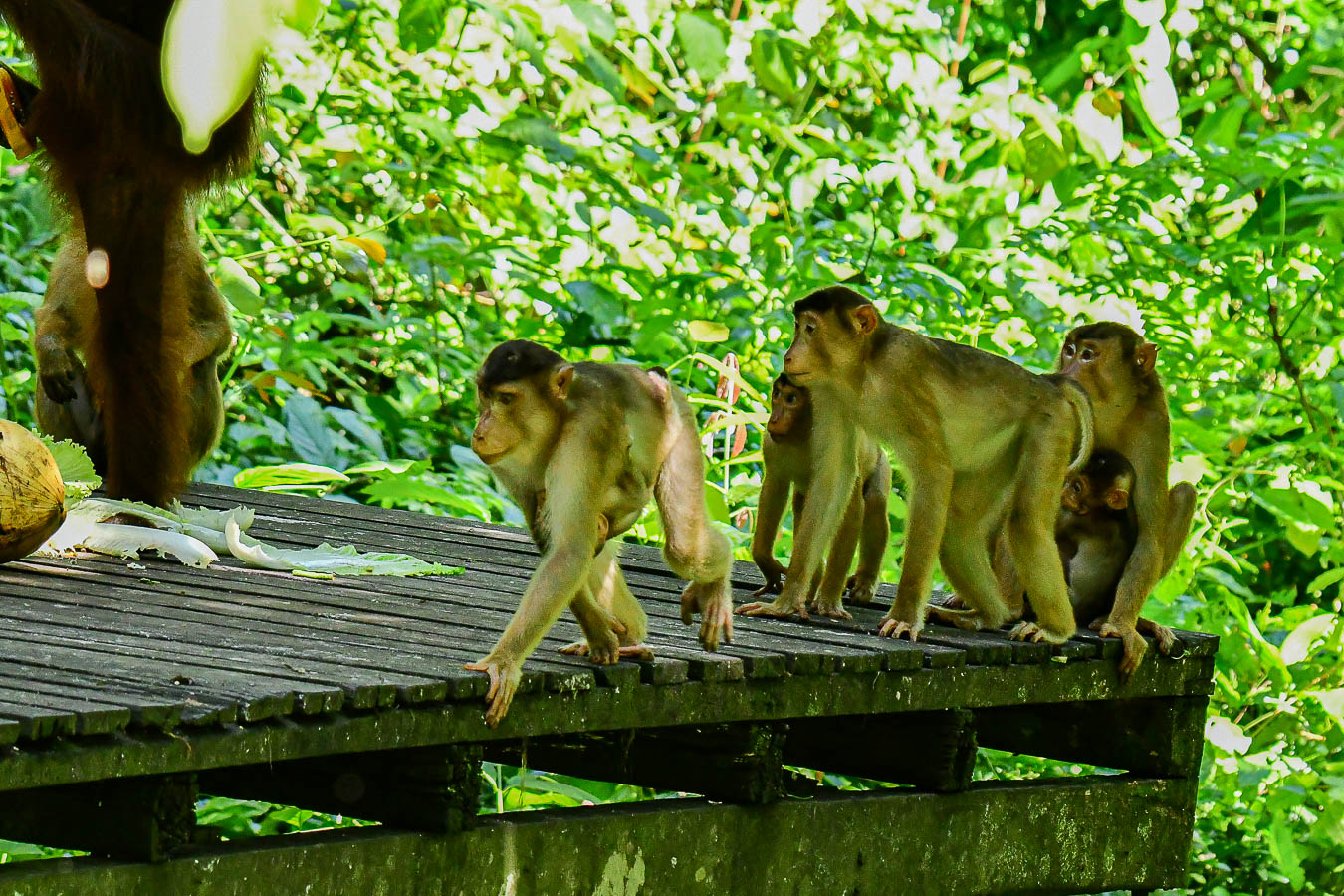 08 24 Waiting a turn at the Orangutans lunch 3881
