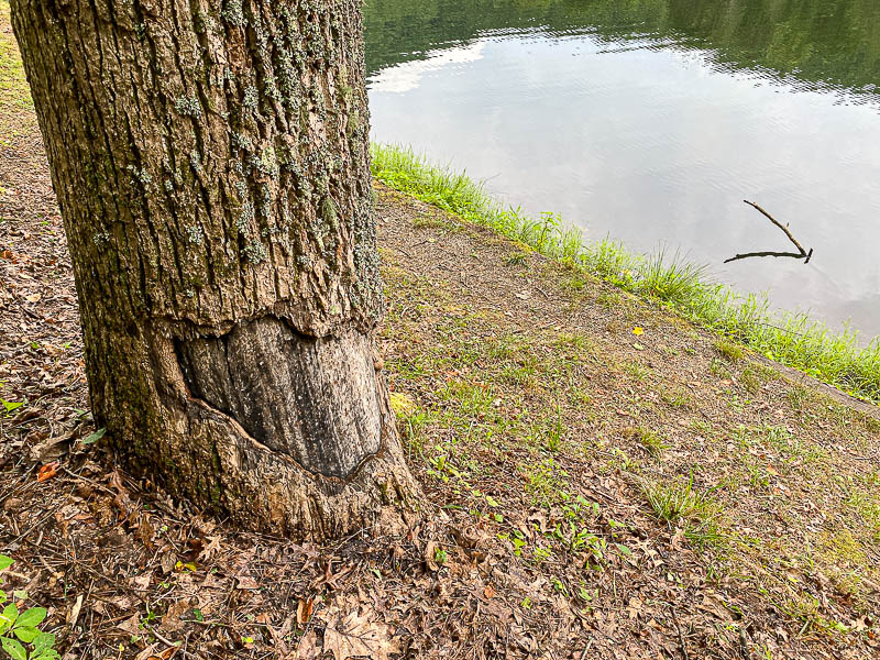 06 30 Beaver feeding i1511