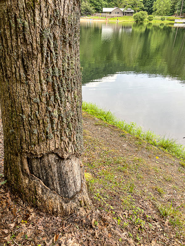 06 30 Beaver feeding i1512