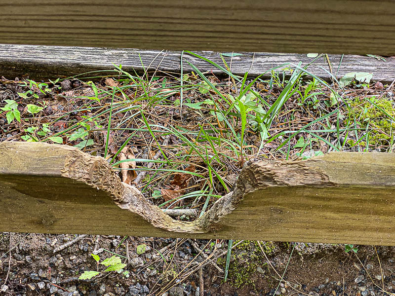 06 30 Beaver feeding damage i1513