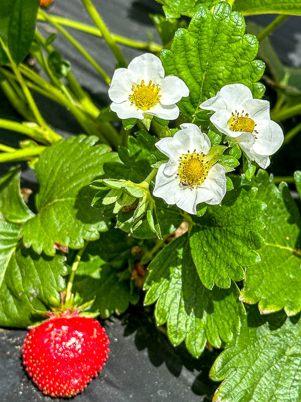 2024 05 11 Strawberry flowers i5364