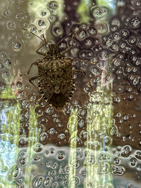 2024 05 12 Brown marmorated stink bug i5396
