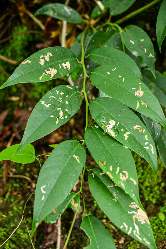 06 30 Surface feeding on leaves 5778