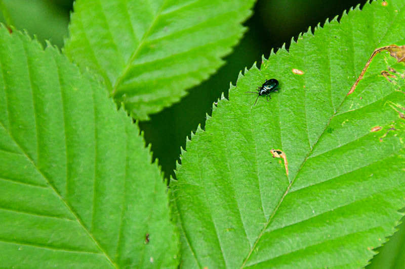 06 30 Leaf beetle 5783