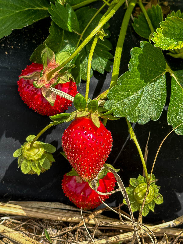 2024 05 11 Strawberries i5359