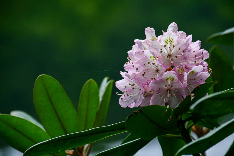 06 30 Rhododendron 5802